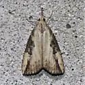 Hop Vine Moth - Hodges#8461 - photo 5