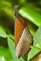 Hypena lividalis - Hodges#8456