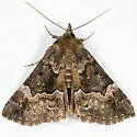 Mottled Hypena - Hodges#8444 - Hypena palparia