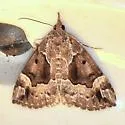 Mottled Hypena - Hodges#8444 - photo 2