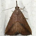 Hypena porrectalis - Hodges#8460