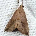 Hypena porrectalis - Hodges#8460 - photo 2