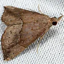 Hypena porrectalis - Hodges#8460 - photo 3