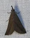 Hypena porrectalis - Hodges#8460 - photo 4