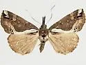Ramstadt's Hypena - Hodges#8442.1