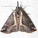 Ramstadt's Hypena - Hodges#8442.1 - photo 2