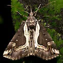 Ramstadt's Hypena - Hodges#8442.1 - photo 3