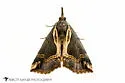 Ramstadt's Hypena - Hodges#8442.1 - photo 4