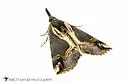 Ramstadt's Hypena - Hodges#8442.1 - photo 5