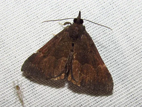 Sordid Hypena - Hodges#8448 - Hypena sordidula