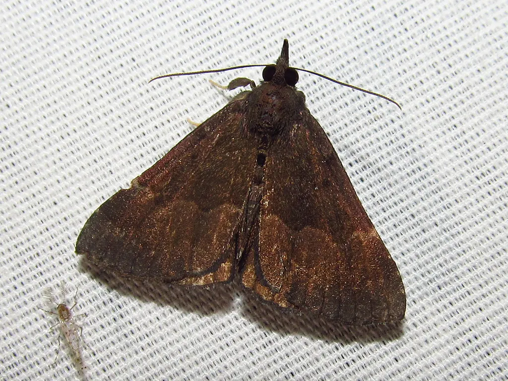 Sordid Hypena - Hodges#8448 - photo 2