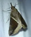 Hypena subidalis - Hodges#8448.1 - Hypena subidalis