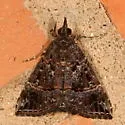 Hypena tenebrosa - Hodges#8458 - Hypena tenebrosa