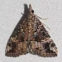 Hypena tenebrosa - Hodges#8458 - photo 2