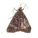 Hypena tenebrosa - Hodges#8458 - photo 3