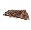 Hypena tenebrosa - Hodges#8458 - photo 4