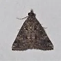 Hypena tenebrosa - Hodges#8458 - photo 5
