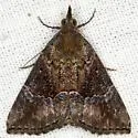 Hypena vetustalis - Hodges#8454.1 - Hypena vetustalis