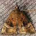 Hypena vetustalis - Hodges#8454.1 - photo 2