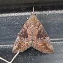 Hypena vetustalis - Hodges#8454.1 - photo 3