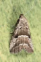 Large Hypenodes - Hodges#8420