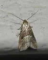 Large Hypenodes - Hodges#8420 - photo 3