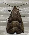 Large Hypenodes - Hodges#8420 - photo 4