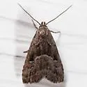 Large Hypenodes - Hodges#8420 - photo 5
