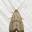 Broken-line Hypenodes - Hodges#8421