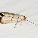 Broken-line Hypenodes - Hodges#8421 - photo 2