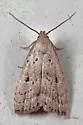 Broken-line Hypenodes - Hodges#8421 - photo 3