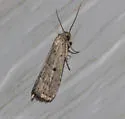 Broken-line Hypenodes - Hodges#8421 - photo 4