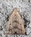 Broken-line Hypenodes - Hodges#8421 - photo 5
