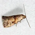 Franclemont's Hypenodes - Hodges#8424