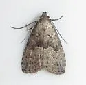Franclemont's Hypenodes - Hodges#8424 - photo 3