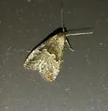 Franclemont's Hypenodes - Hodges#8424 - photo 4
