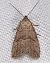Franclemont's Hypenodes - Hodges#8424 - photo 5