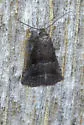 Hypenodes palustris - Hodges#8422