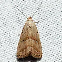 Hypenodes palustris - Hodges#8422 - photo 4