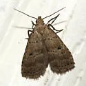 Hypenodes sombrus - Hodges#8423