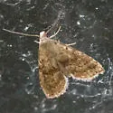 Hypenodes sombrus - Hodges#8423 - photo 2