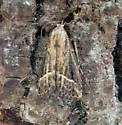 Hypenopsis calusa - Hodges#8431.1