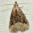 Hypenopsis calusa - Hodges#8431.1 - photo 2