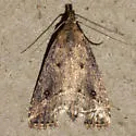 Hypenopsis calusa - Hodges#8431.1 - photo 3