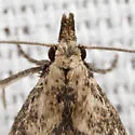 Hypenopsis calusa - Hodges#8431.1 - photo 4