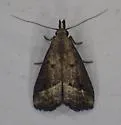 Hypenopsis calusa - Hodges#8431.1 - photo 5
