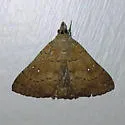 Long-Horned Owlet - Hodges#8376