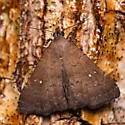 Long-Horned Owlet - Hodges#8376 - photo 5