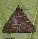 Hypenula caminalis - Hodges#8377 - photo 2