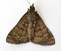 Hypenula caminalis - Hodges#8377 - photo 4